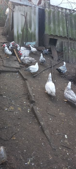 Индоутки на продажу