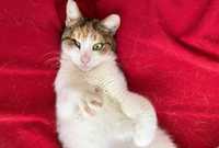 котенок белый рыжий трехцветный БЕСПЛАТНО, 1,5 года дев. стерилизована
