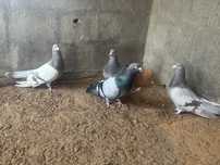 Disponiveis casais de pombos Romanos