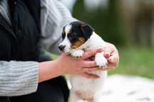 Suczka gładkowłosa Jack Russell Terrier ZKwP