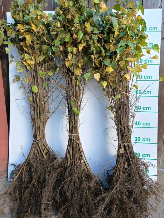 Sadzonki Brzozy Brodawkowatej (Betula pendula) – Wysokość 100-150 cm