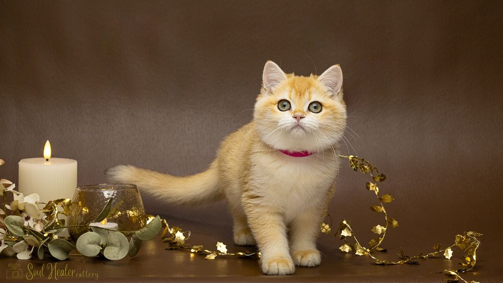 Британське кошеня