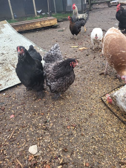 Kury kochin Olbrzymi.  Indyki