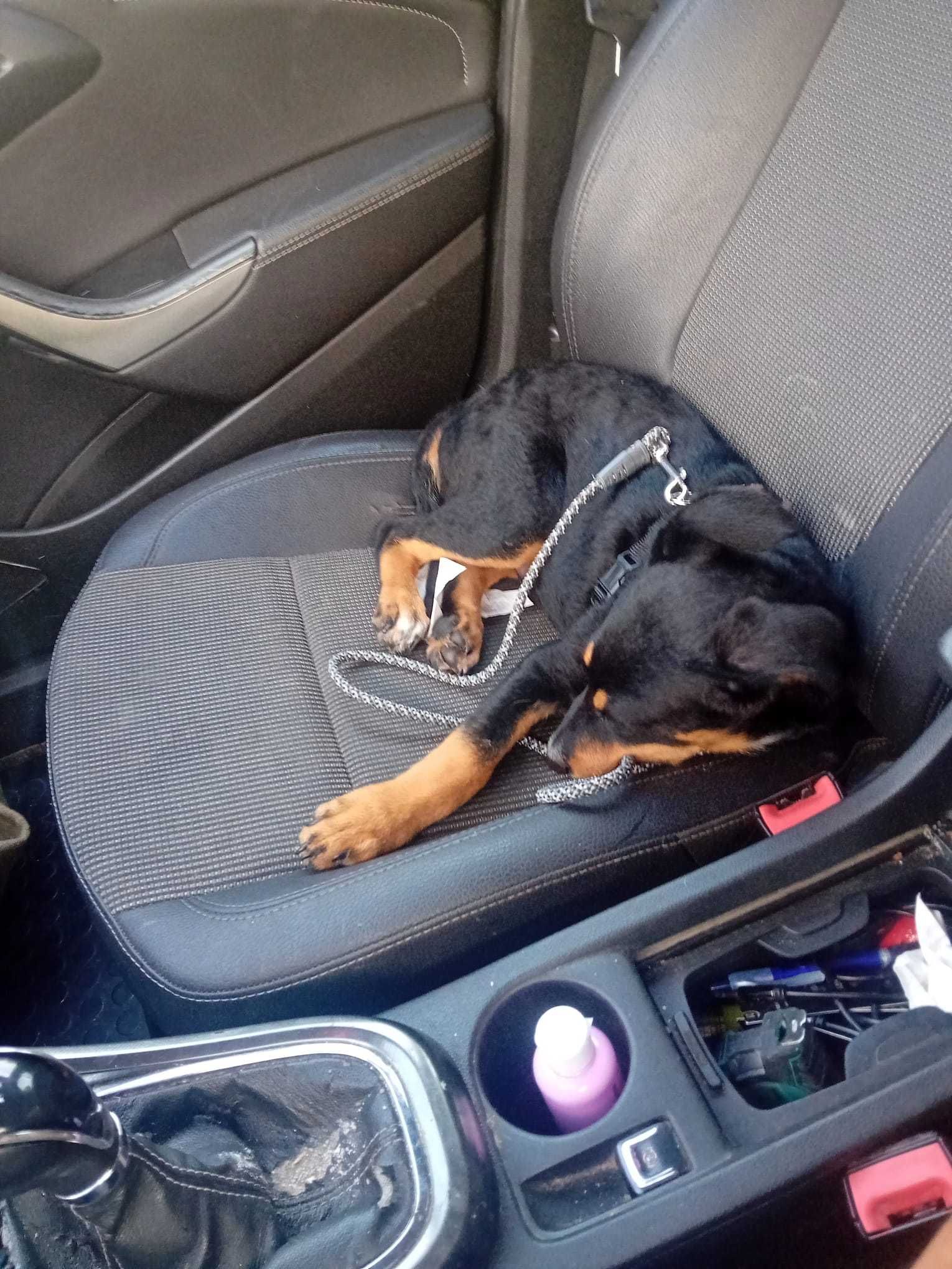 Cachorrinho 4 meses para adopção