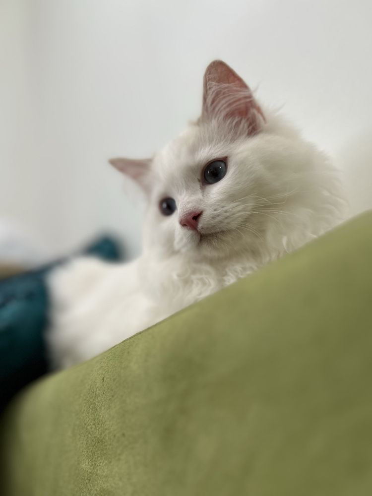 Liliowy Severusek Wiktorkowo*Pl do hodowli i na wystawę FIFE