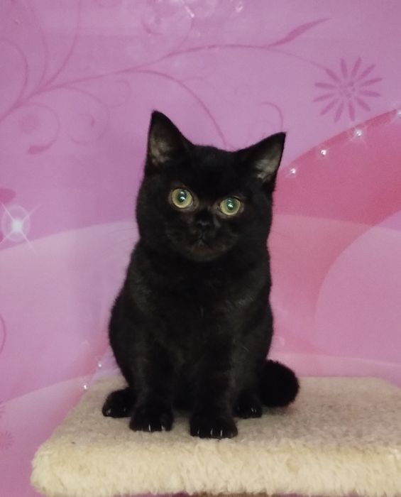 Шотландська ШОКОЛАДНА чистокровна принцеса  з ВАКЦИНАЦІЄЮ