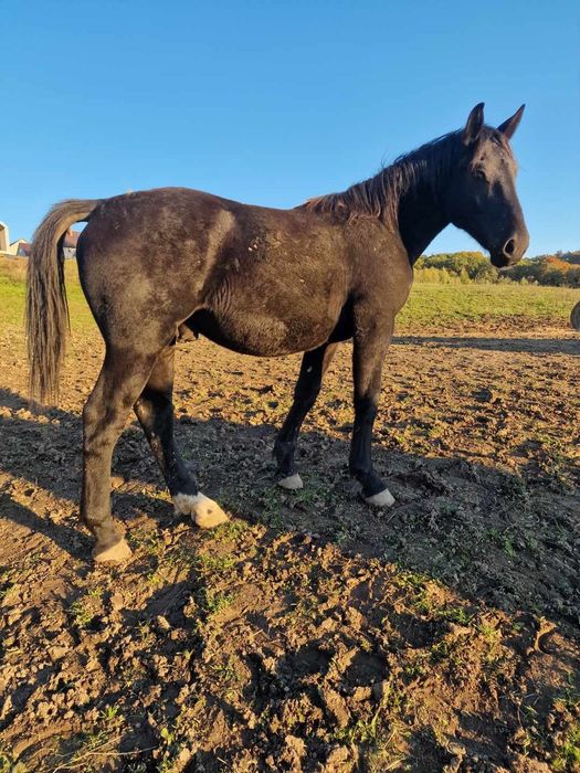 Sprzedam rocznego ogierka rasy śląskiej
