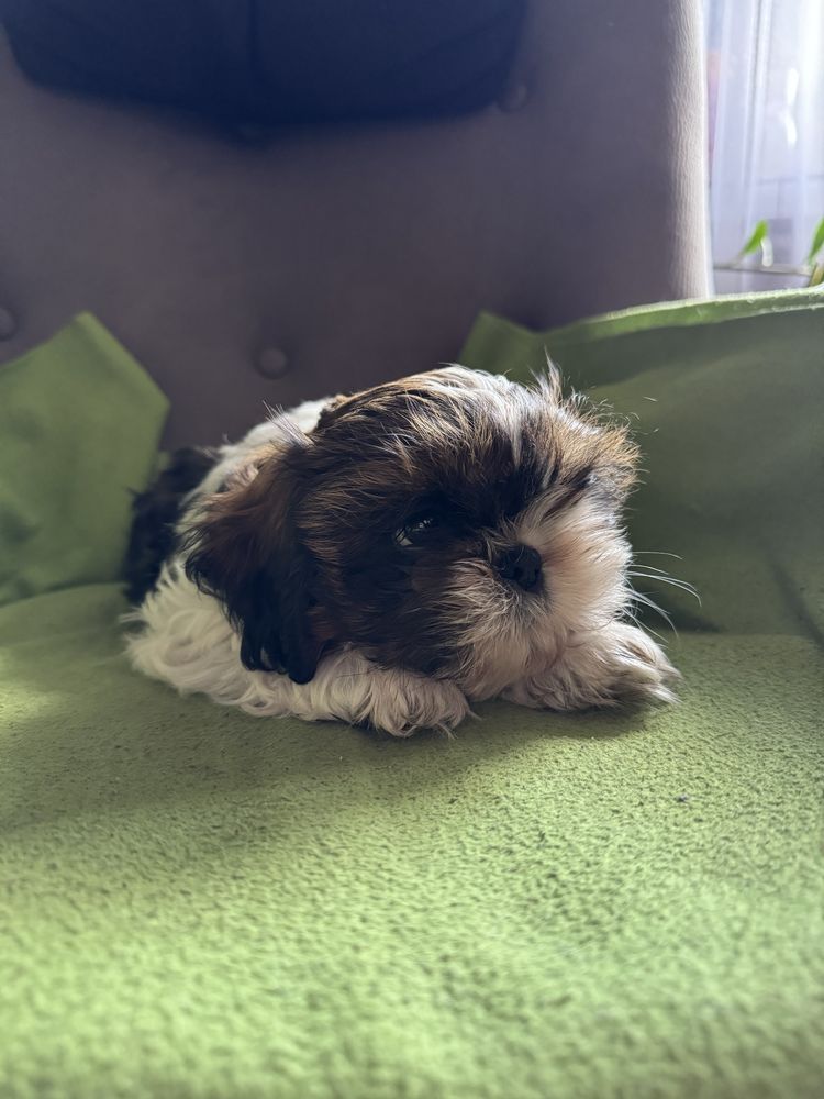 Piesek Shih-Tzu Tricolor