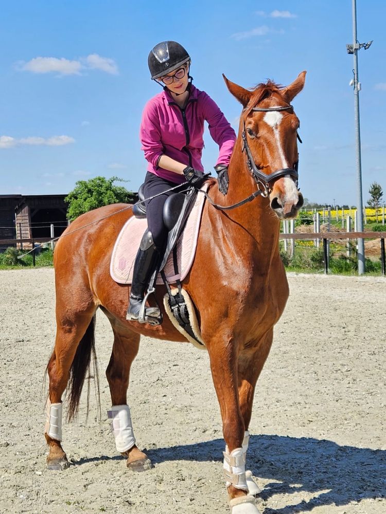 Wałach ujeżdżeniowy, 15 lat, 172 cm, C klasa
