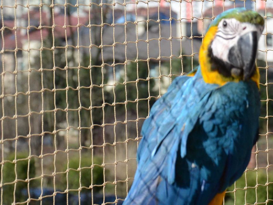 Siatka Dla Kota Balkon Kocia Siatka + Drucik Montaż bez wiercenia 5x3m