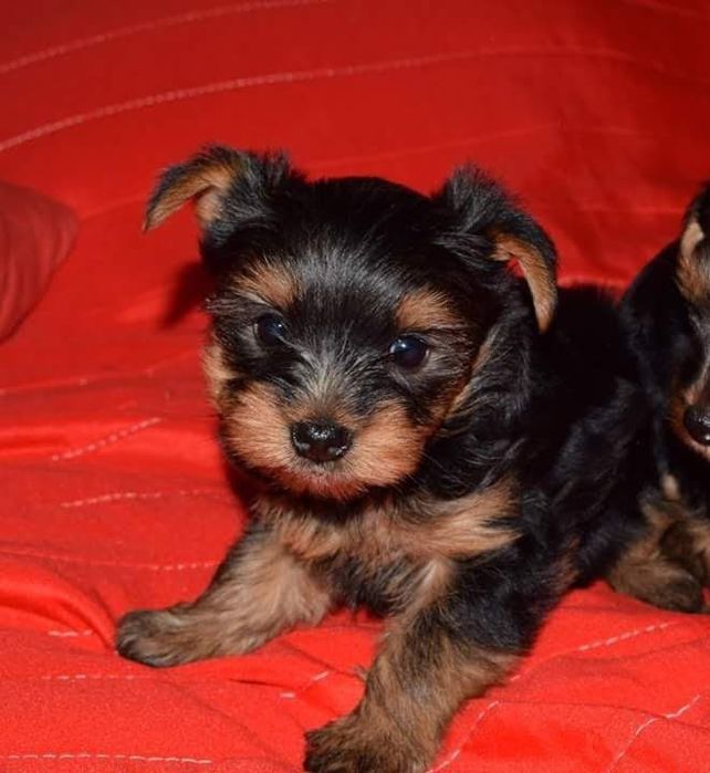 Yorkshire Terrier miniatura