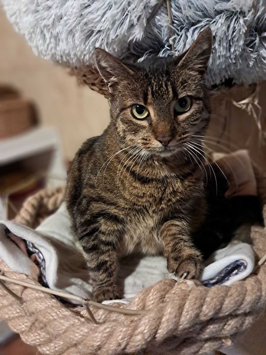 Maja czeka na kochający dom