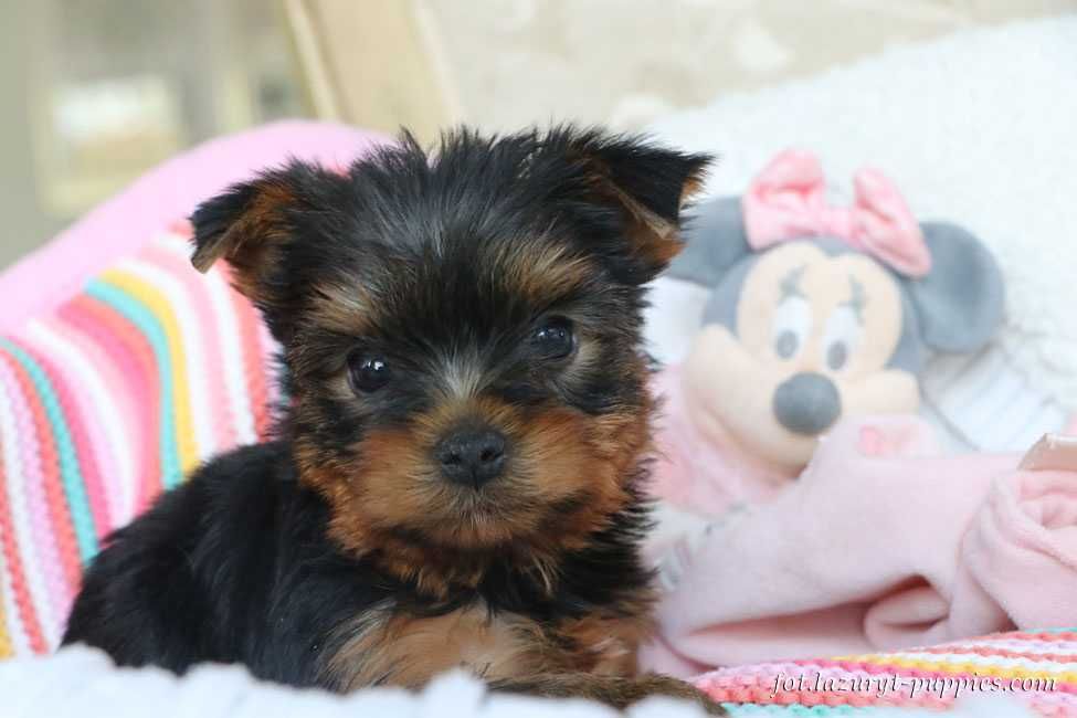 York, Yorkshire Terrier suczka z metryką ZKwP/FCI - prawdziwy rodowód