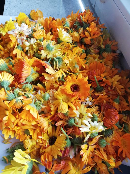 Zestaw 2 maści nagietka po 100ml- 100% naturalne