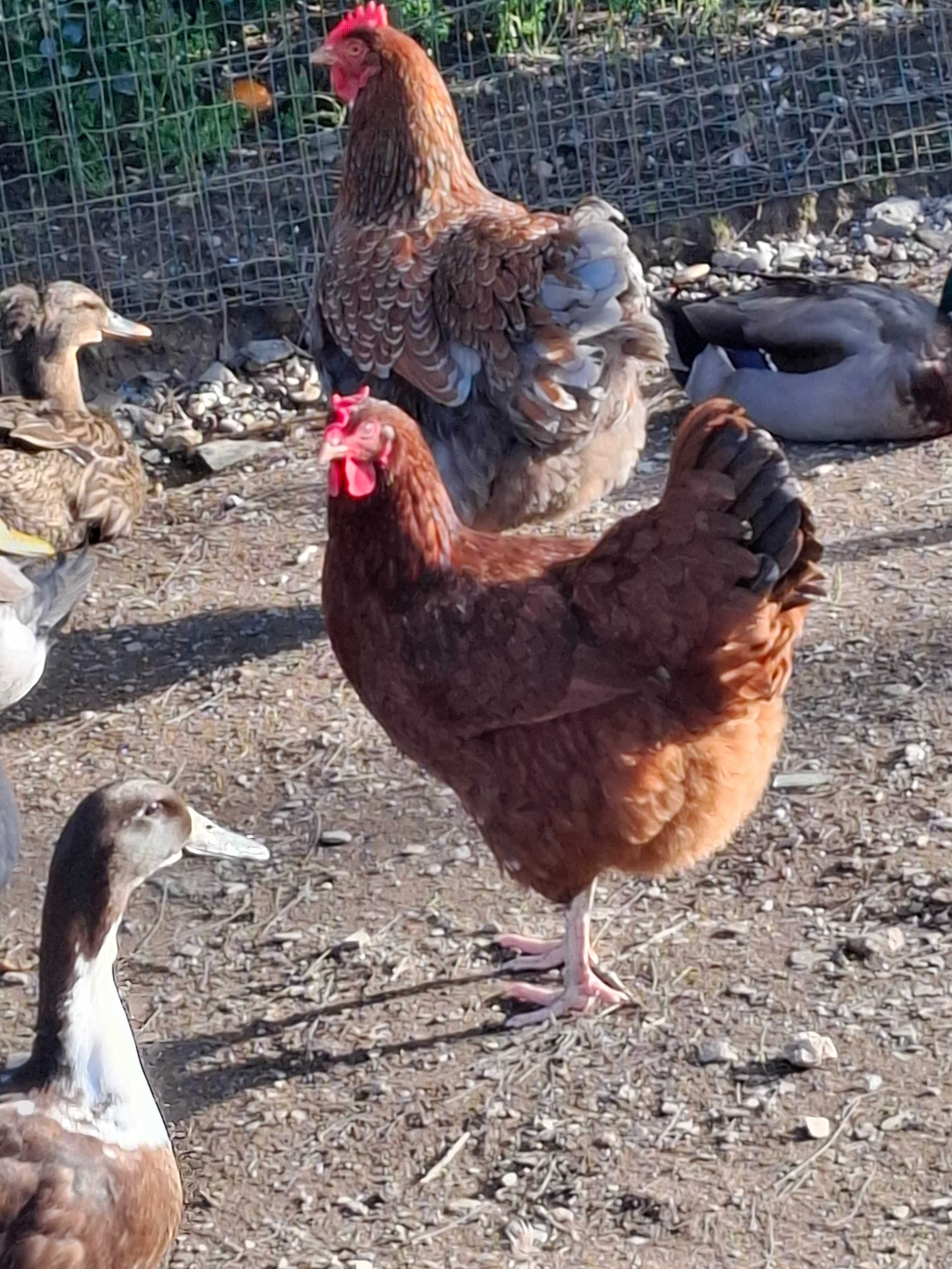 Ovos de galinhas