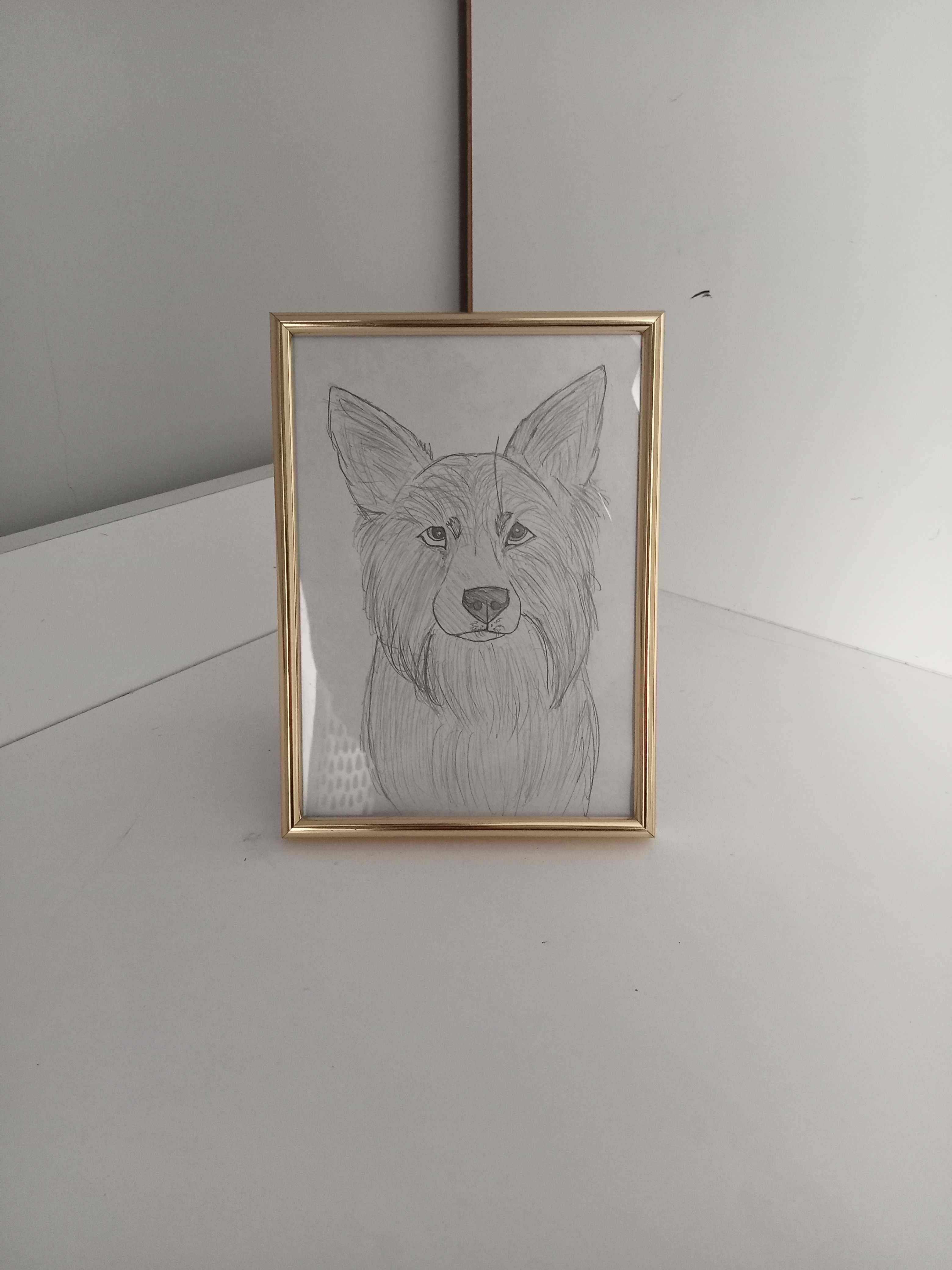 rysunek psa border collie a5