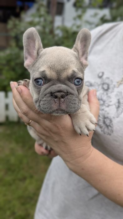 Цуценята французького бульдога сірого та палевого забарвлення