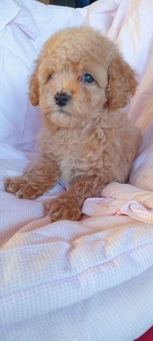 Дівчинка біля Львова