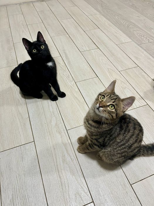 Котенок Шухер 4,5-5 мес,привит