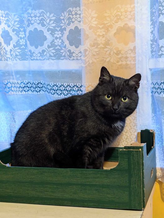 Czarny kot szuka domu