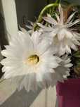 Echinopsis kaktus kwitnący duża sadzonka