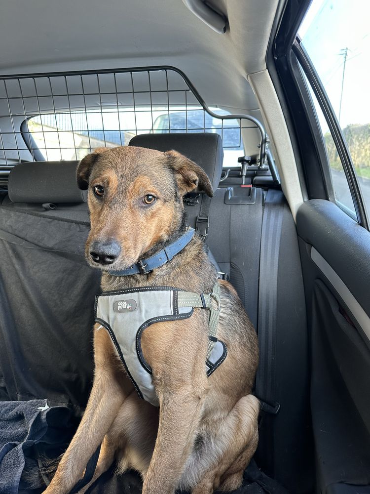 Cão 1 ano - vacinado e oferta da esterilização