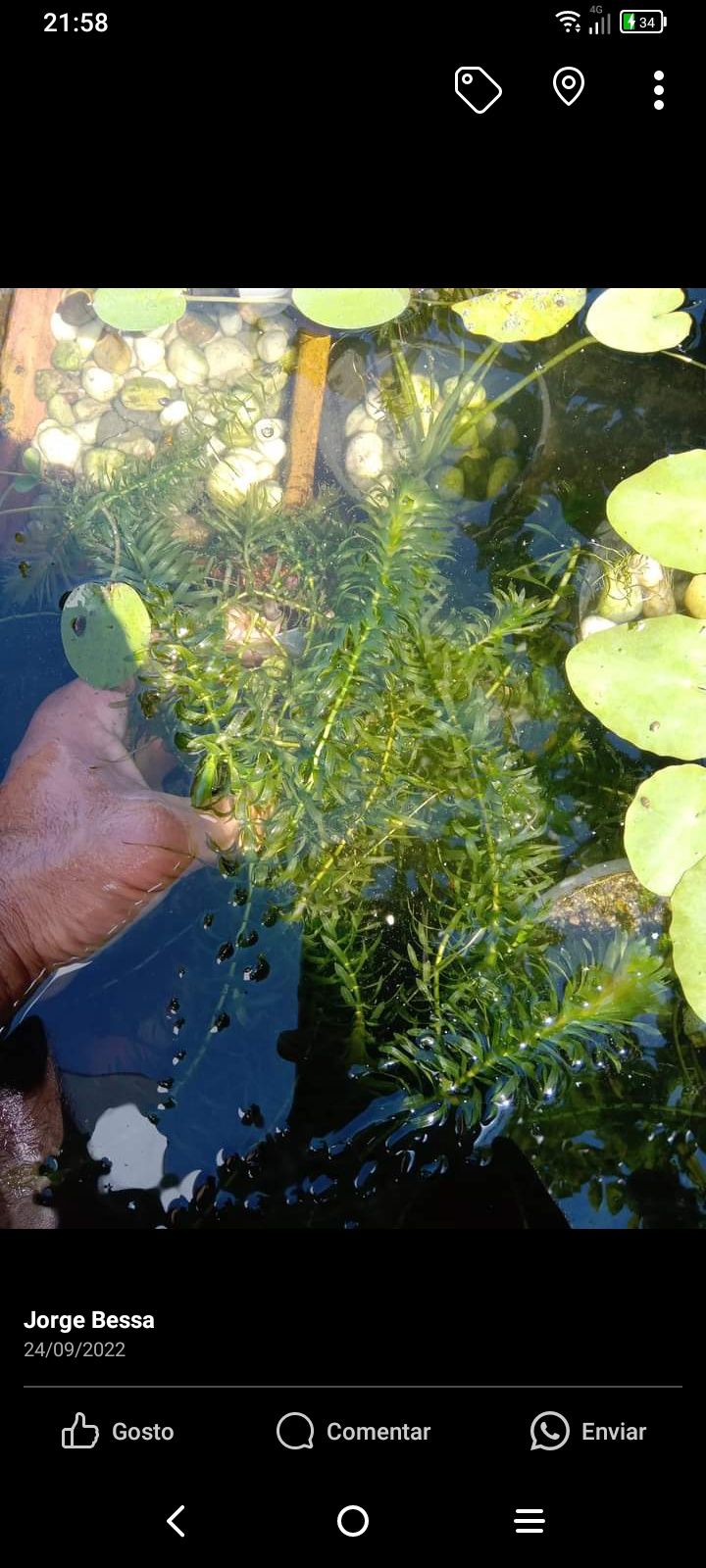 Plantas para lagos