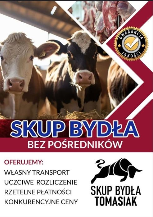 Skup Bydła Rzeźnego Cielaki