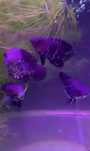 Oscares red tigre