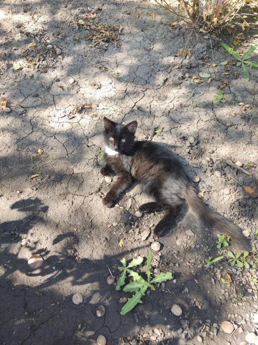 Симпатичные котята даром. Кот. Кошка. Котенок бесплатно