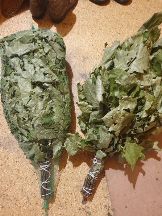 Веник банный, канадский дуб веник дубовый