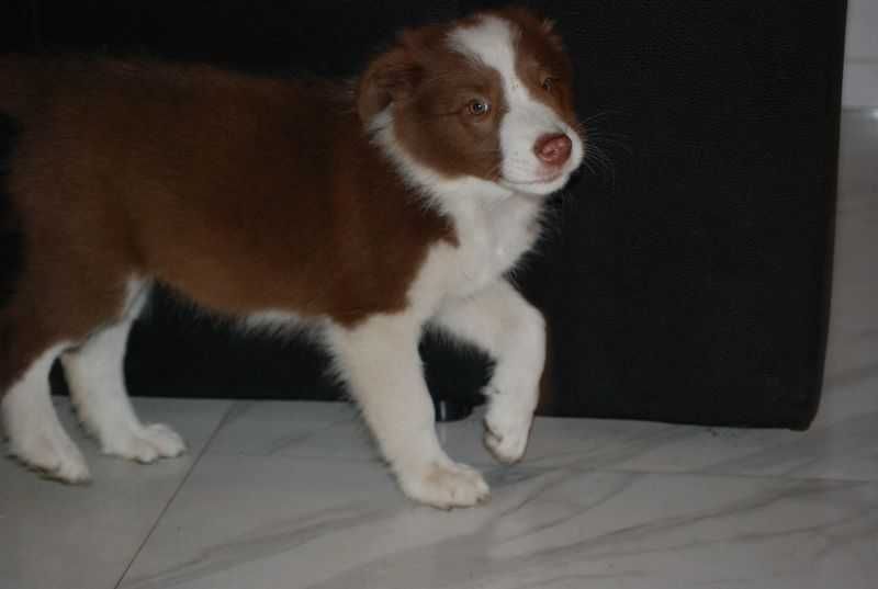 Pies Border Collie Czekoladowo-biały /Red