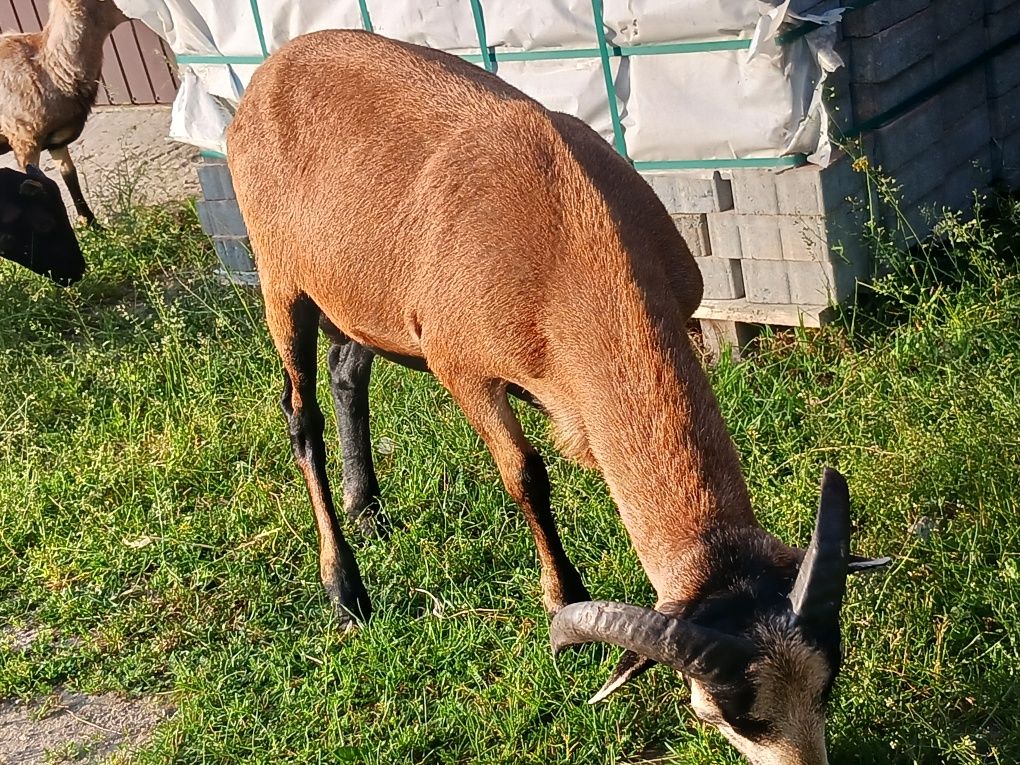 Barany kameruńskie baranina jagnięcina .Opoczno.