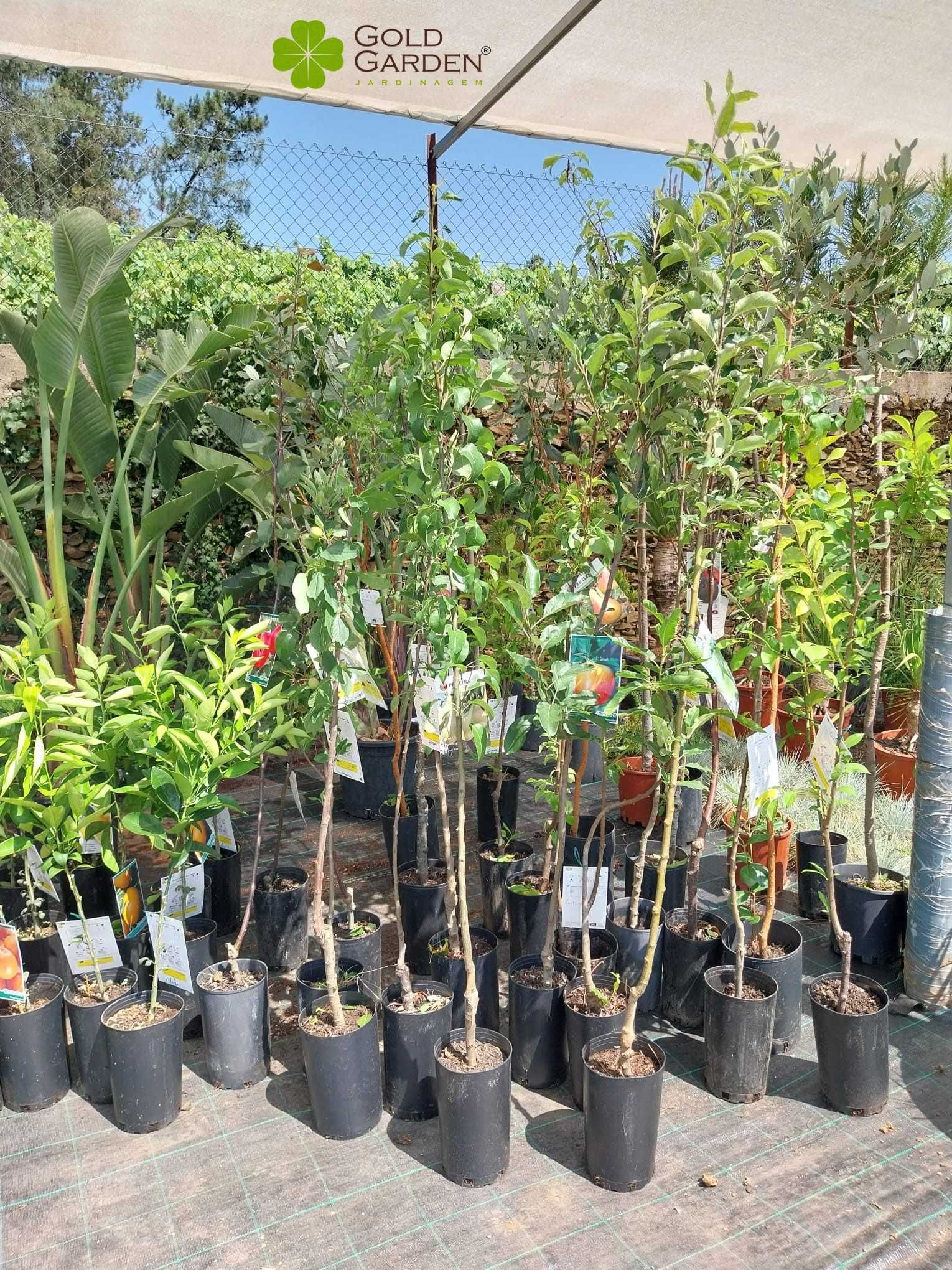 Árvores de Fruto