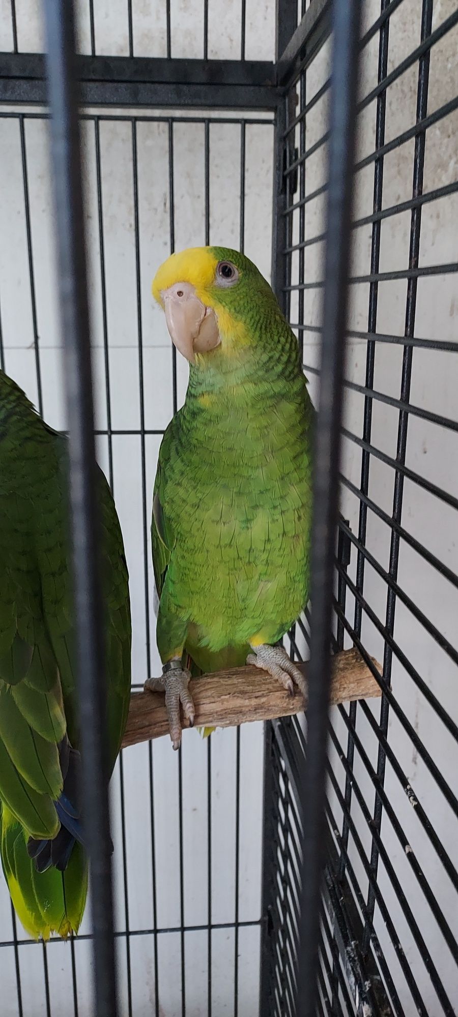 Amazona oratrix.