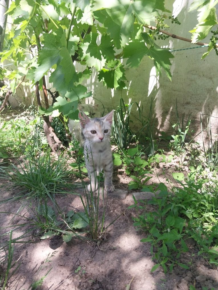 Котёнок девочка в хорошие руки