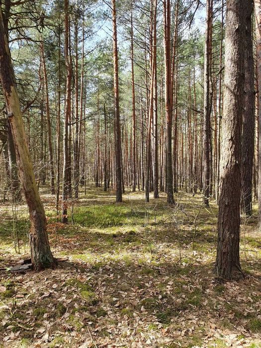 1,38 ha działka leśna w Leżajsku - sprzedam
