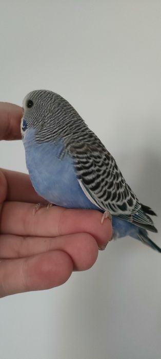 Młode Niebieskie Faliste