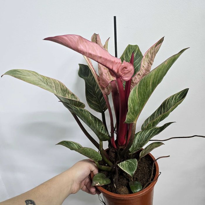 Philodendron pink birkin duży okaz!