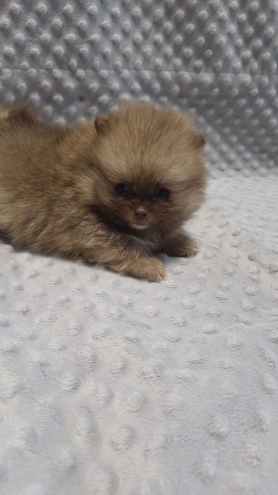 Pomeranian - chlopak- maly niedźwiadekk