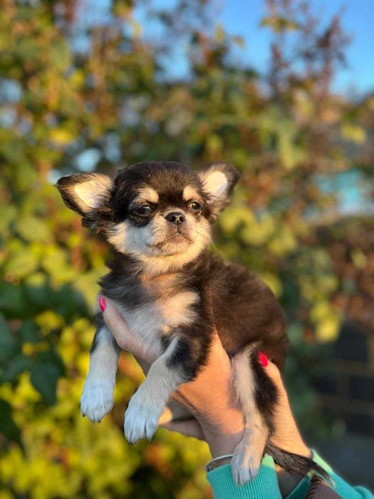 Продаються цуценята чіхуахуа