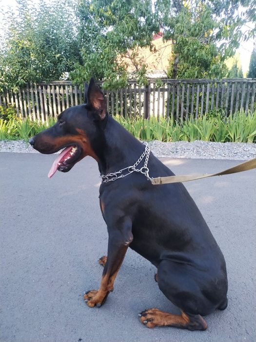 В'язка добермана.