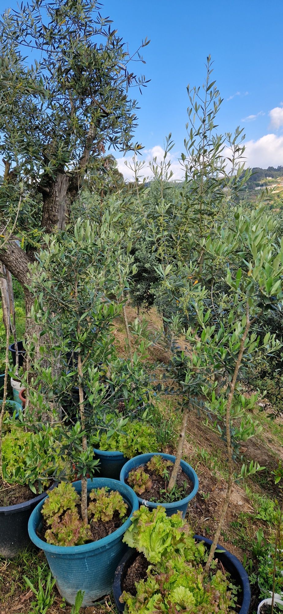 Oliveiras para jardim