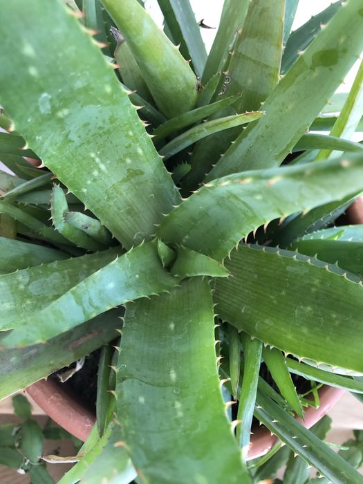 Алое Вера, кімнатні рослини