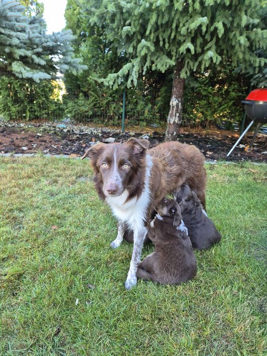 Szczeniaki border collie ZAREZERWOWANE
