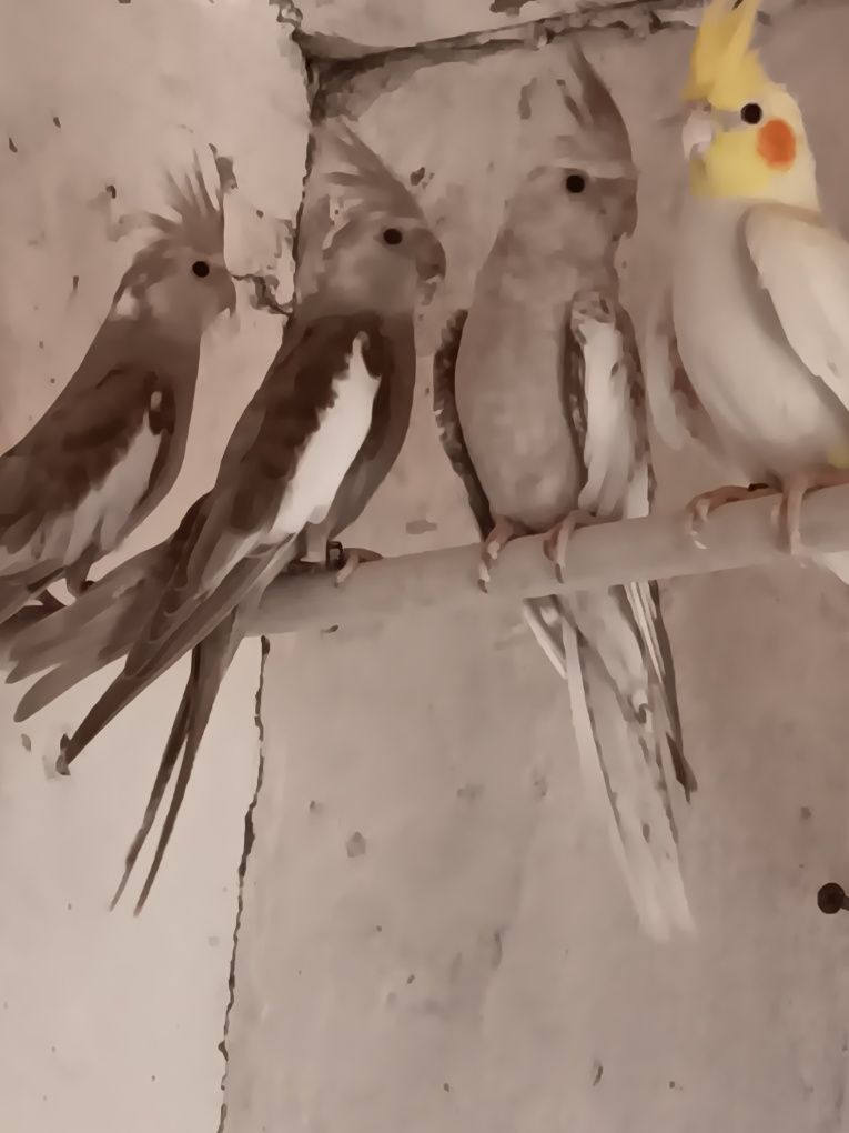 Caturras deste ano