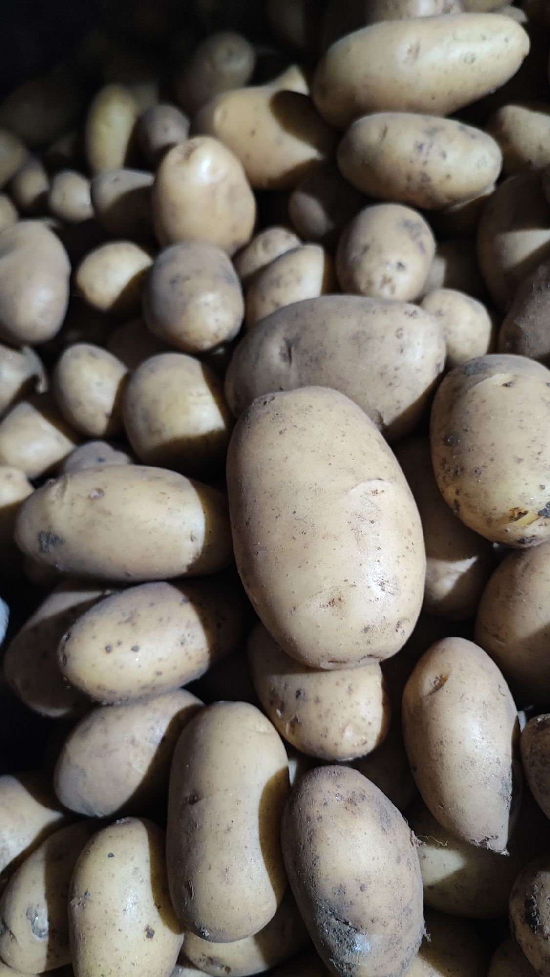 Batata Nova 13€/20Kg