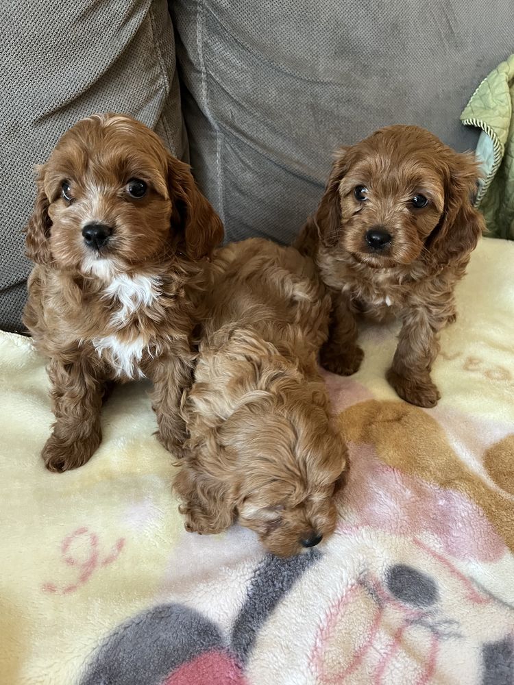 Cavapoo pudel&cavalier juz do odbioru