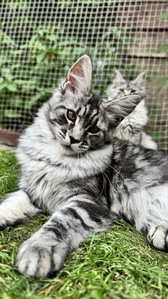 Kotka Maine Coon z lini Polodactyl