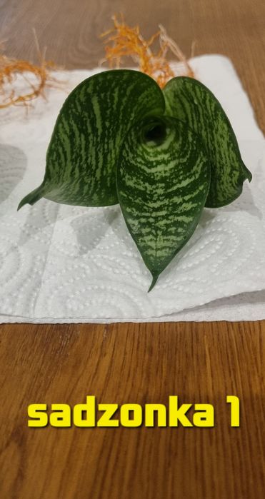 Sansevieria sadzonka 1